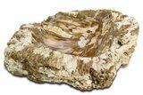 Polished Petrified Wood Soap Dish - Madagascar #346940-1